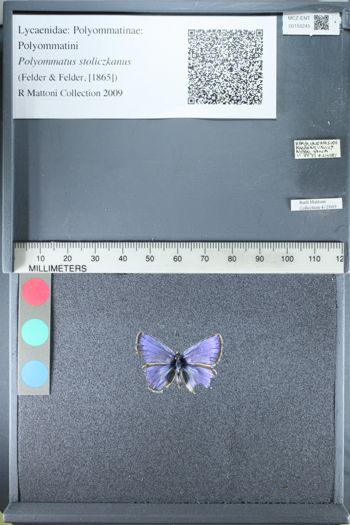 Media type: image;   Entomology 155245